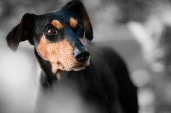 dog.jpg